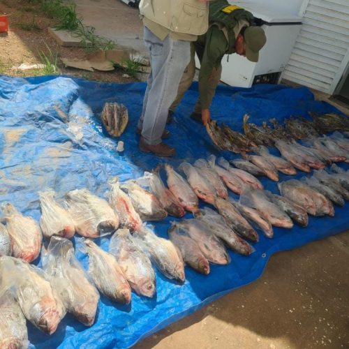 Operação contra venda ilegal de pescado na Feira do Porto gera R$ 400 mil em multa