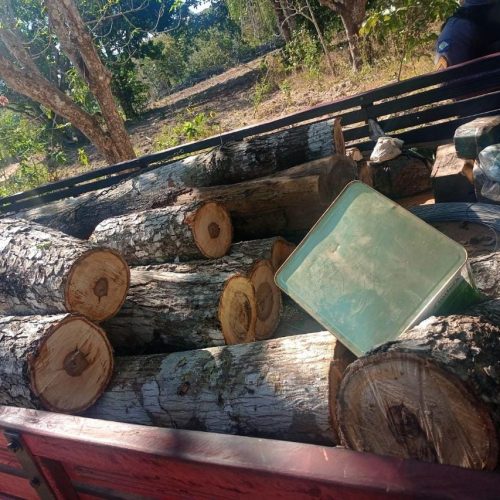 Operação da Sema e PM na Baixada Cuiabana apreende veículos, equipamentos e gado
