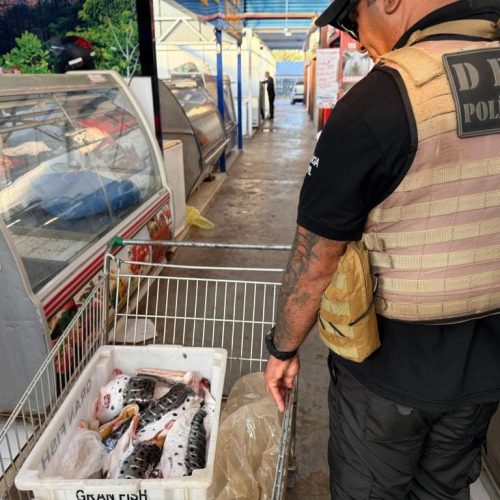 Operação policial combate comércio ilegal na Feira do Porto e apreende três toneladas de pescado