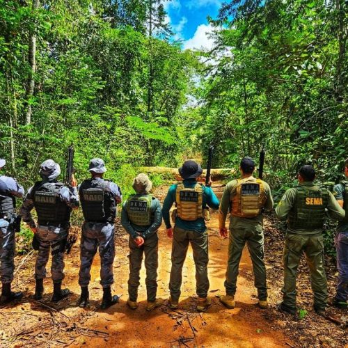 PC apreende R$ 134 milhões em carga de madeira ilegal no Pantanal e Amazônia mato-grossense