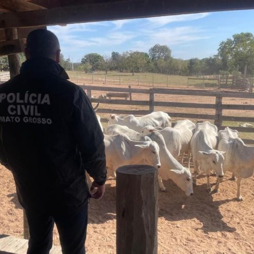 PC deflagra operação para apurar roubo de gado em Cuiabá e prende idoso por receptação