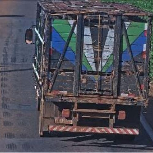 PC indicia funcionários de fazenda por abandono de cerca de 50 cães em rodovia