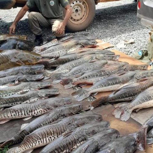 EM 2024: Sema doou 1,2 mil quilos de pescado apreendidos em fiscalizações para 14 instituições beneficentes