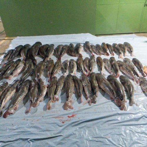 Mais de 400 quilos de peixes são apreendidos em Mato Grosso e doados para instituição de caridade