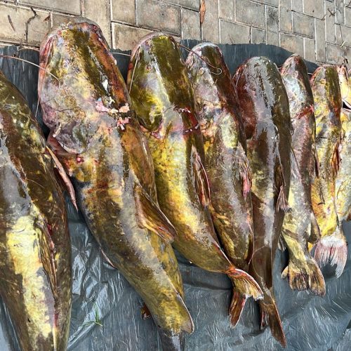 Batalhão Ambiental da PM prende irmãos com 223 quilos de pescado irregular em Várzea Grande.