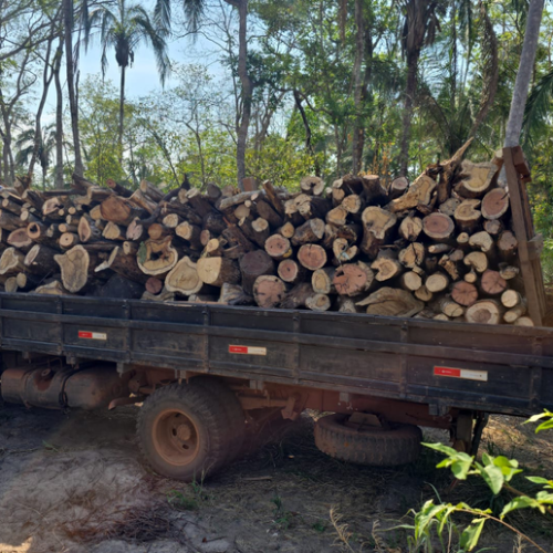 PF deflagra operação em combate a comercialização ilegal de madeira em Mato Grosso