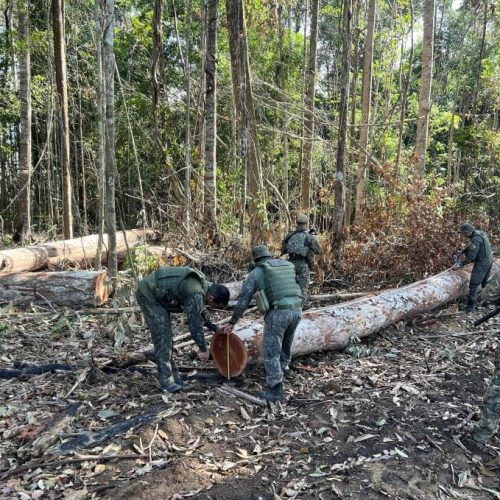 PM fecha área de extração ilegal de madeira em região da floresta amazônica