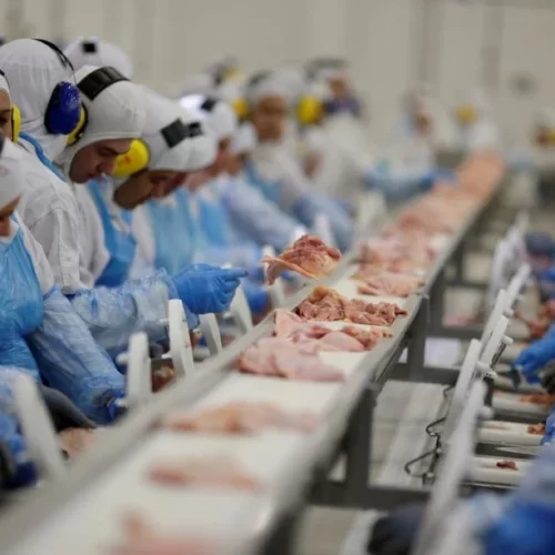 BRASIL É LIDER GLOBAL: Dia Mundial do Frango: proteína tem consumo em alta no país