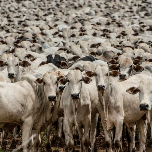 ENTREGA DIA 29 DE MAIO: Mato Grosso será reconhecido internacionalmente com certificação inédita de zona livre da febre aftosa sem vacinação