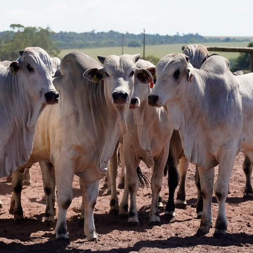 Mato Grosso bate recorde de exportação de proteína animal