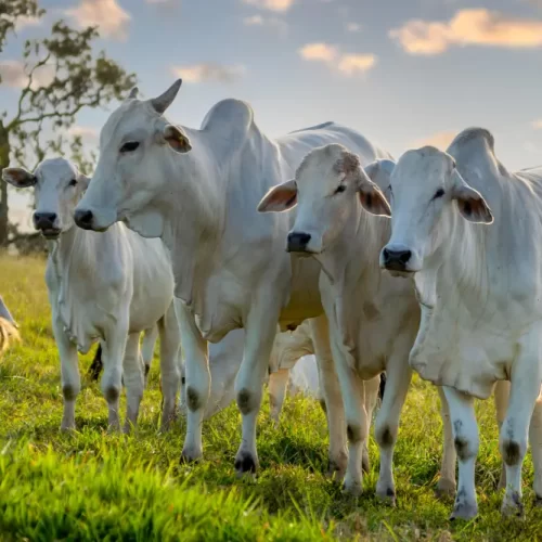 Pecuarista de Várzea Grande escapa de golpe de quase R$ 400 mil em venda de gado