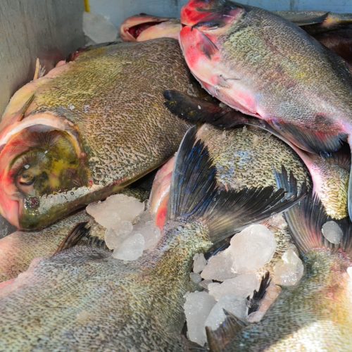 'Peixe santo' em Várzea Grande terá cinco pontos de venda a partir de quarta-feira