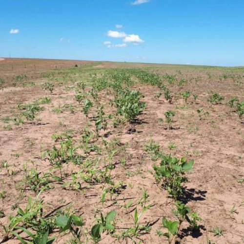 Período de vazio sanitário da soja começa neste domingo em Mato Grosso