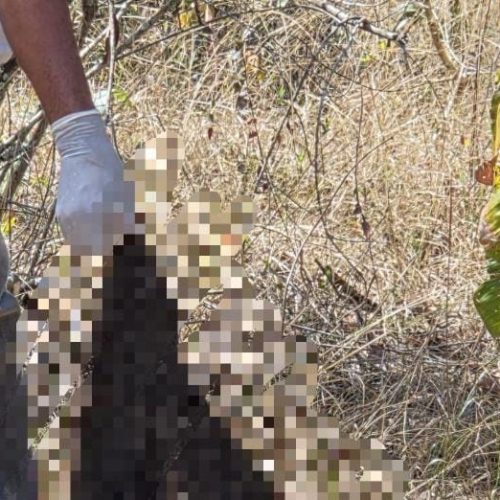 Polícia Civil acha corpo decapitado e com sinais de tortura em área de mata