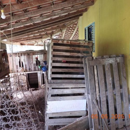 Polícia Civil resgata animais e desarticula rinha de galo em Barra do Bugres