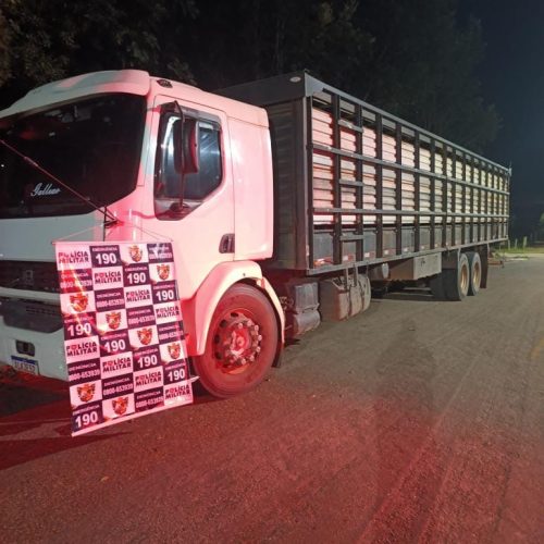 Polícia Militar recupera carga de 20 novilhas furtadas em Juscimeira