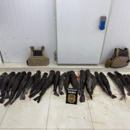 Polícia apreende mais de 100 kg de pescado ilegal escondido em plantação de mandioca