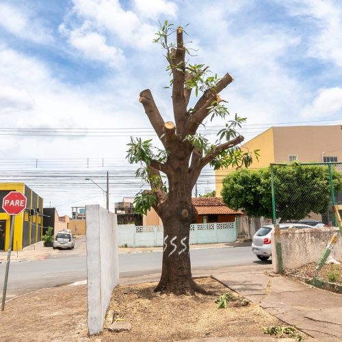 Prefeitura aciona punições administrativa e criminal por poda ilegal de árvore no bairro CPA II