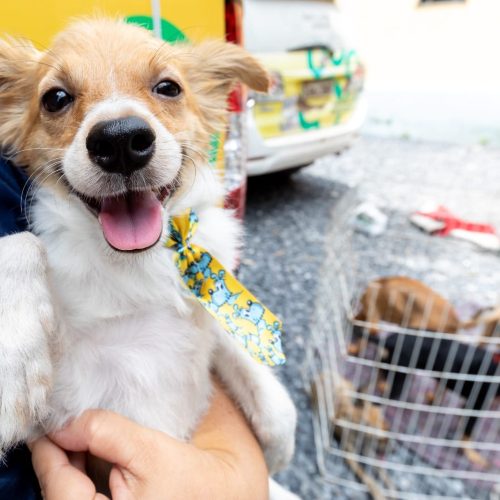 Prefeitura reduz custos veterinários em mais de 50% e amplia atendimentos