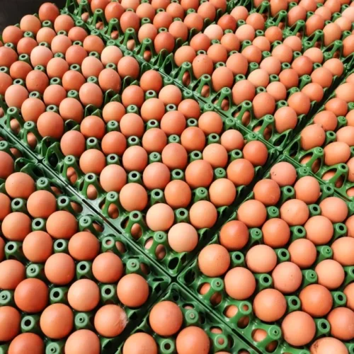 Brasil aumenta exportação de ovos em 271% e diversifica mercados