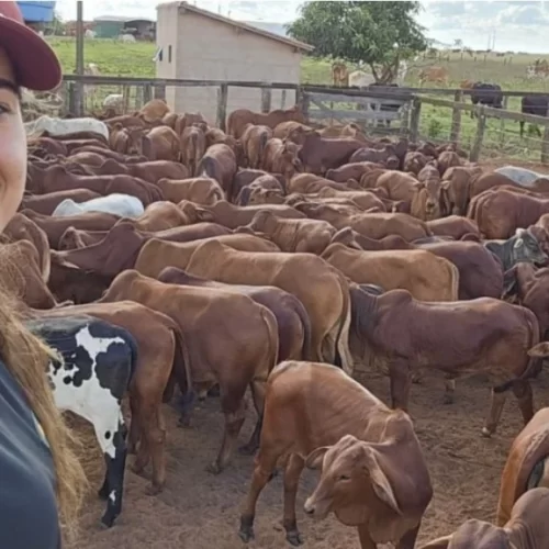 Você viu? Sindi transforma fazenda de Ribeirão Preto em referência nacional