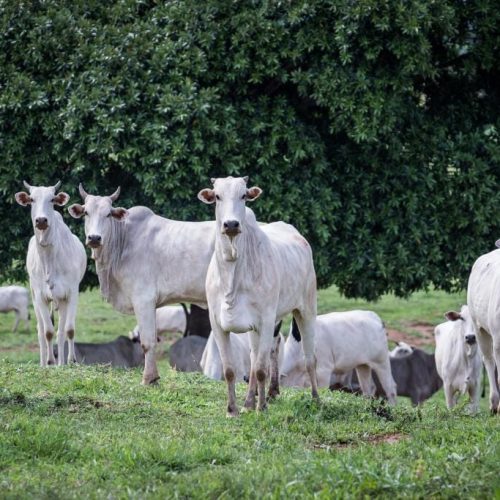 Rebanho bovino de Mato Grosso conta com 32,1 milhões de cabeças