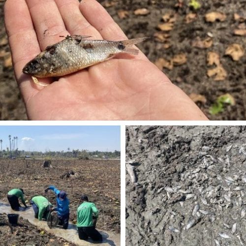 Relatório técnico do MP aponta risco estrutural e ambiental, e recomenda desativação de usina em MT