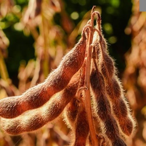 AGRONEGÓCIO: Safra 2024/25 no Centro-Cerrado: produtividade recorde no agronegócio brasileiro