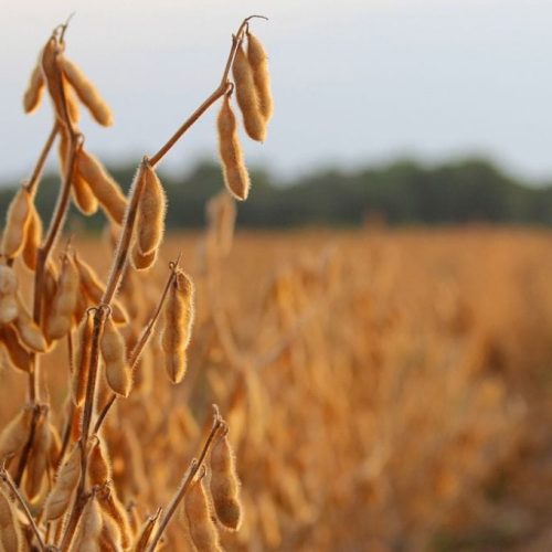 STF forma maioria para manter lei contra Moratória da Soja em MT