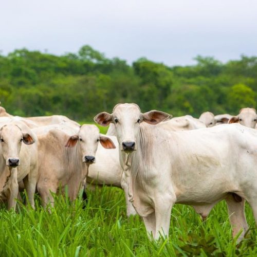 Seis frigoríficos de Mato Grosso são habilitados a exportar carne bovina para a Indonésia