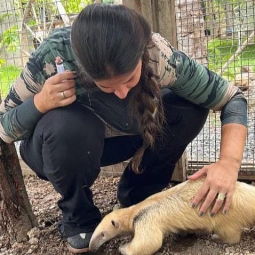 Sema abre cadastro para quem deseja ser guardião de animais silvestres; veja procedimento