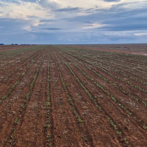 Semeadura da soja em Mato Grosso avança rapidamente e já cobre mais da metade das lavouras