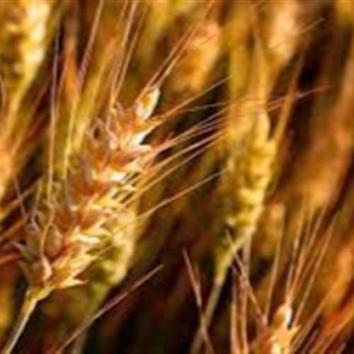 Como trabalhar a nutrição do trigo?