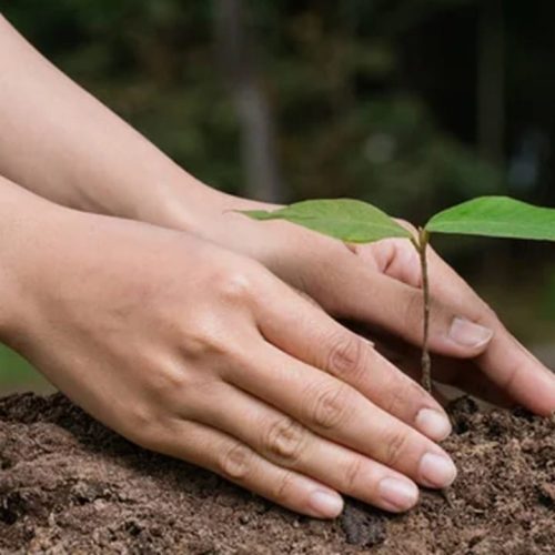 Unimed promove doação de mudas em celebração ao Dia do Meio Ambiente