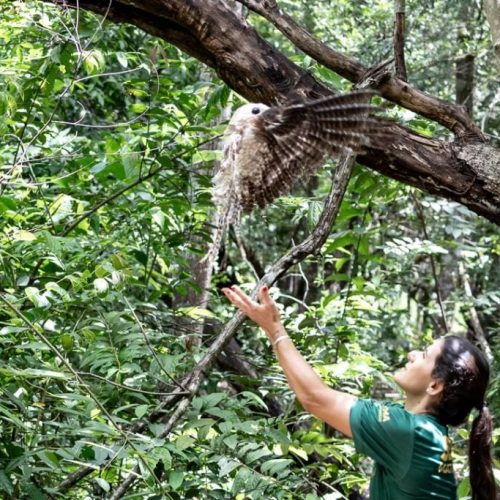 Urutau, maria-faceira e gambá são devolvidos à natureza após reabilitação no Distrito da Guia