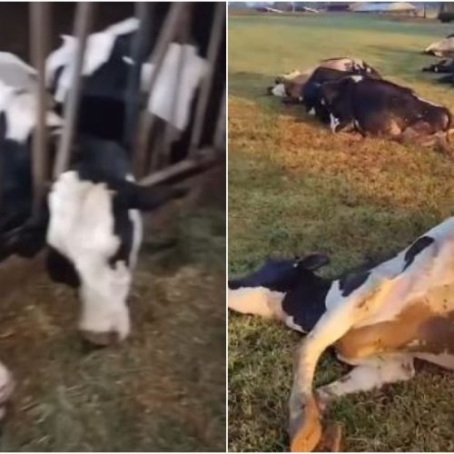 TRAGÉDIA: Curto-circuito mata 32 vacas no interior do Paraná