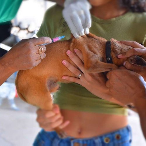 Vacinação contra raiva para cães e gatos começa nesta segunda-feira; veja horários