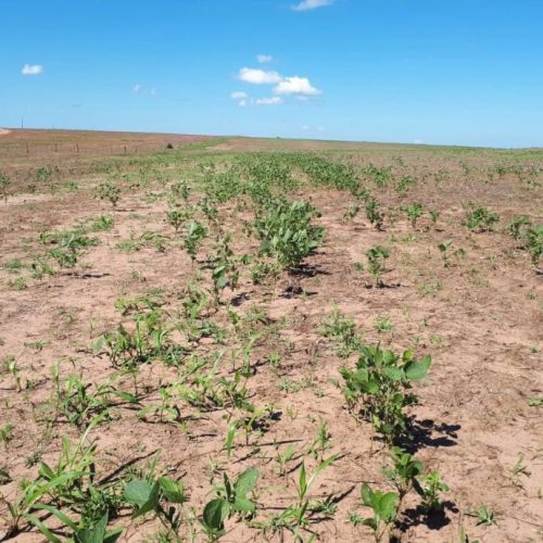 Período de vazio sanitário da soja começa neste domingo (8) em Mato Grosso