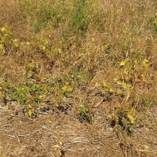 Vazio sanitário da soja começa neste domingo em Mato Grosso