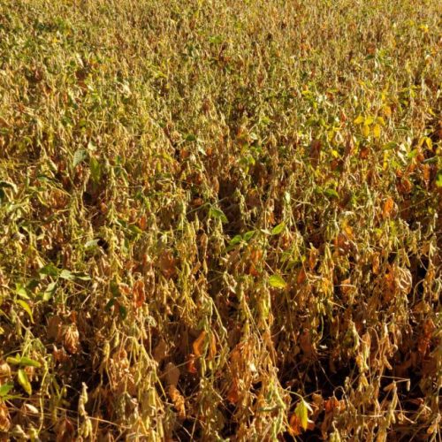 PROGRAMA SOJA BRASIL: Os desafios em MS devido à seca severa nas lavouras de soja