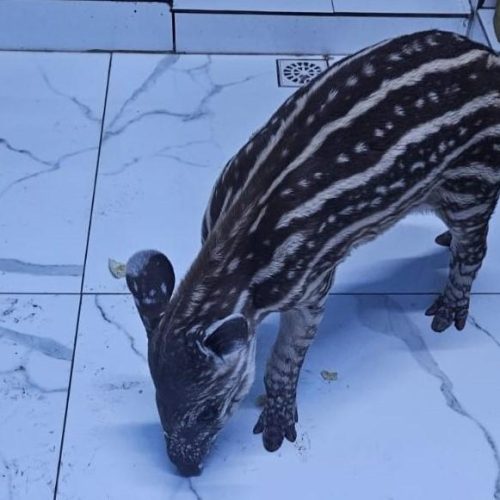 Filhote de anta resgatado em Ribeirão Cascalheira segue tratamento veterinário em Cuiabá