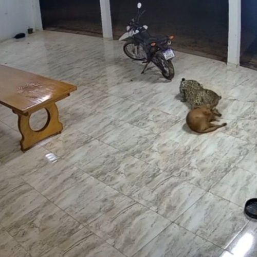 MT: Onça é flagrada atacando e matando cachorro em chácara