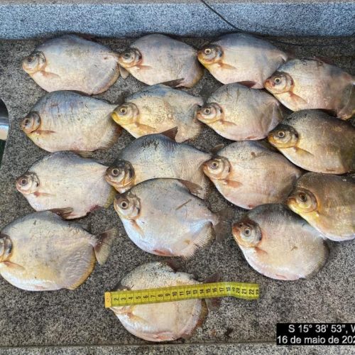 Santo Antonio do Leverger: Batalhão Ambiental apreende 20 quilos de pescado irregular e aplica multa de R$ 12 mil