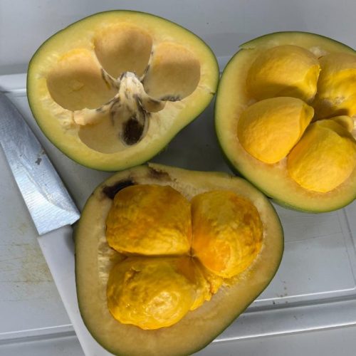 COM APOIO DA FAPEMAT: Pesquisadores estudam o potencial do óleo de pequi na cicatrização e regeneração dos tecidos da pele