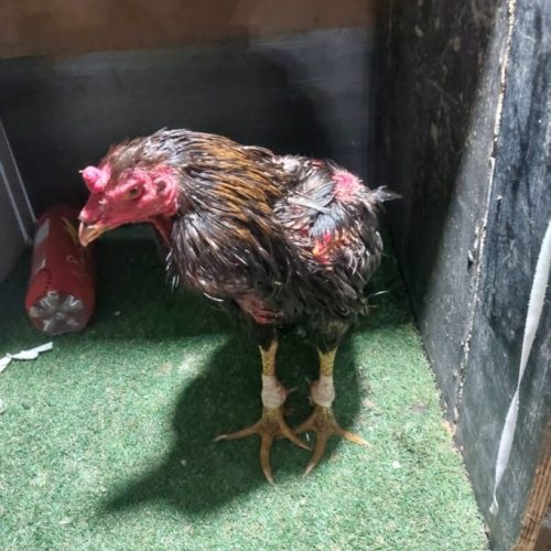 Guarda Civil flagra rinha de galos com mais de 100 aves em Lucas do Rio Verde