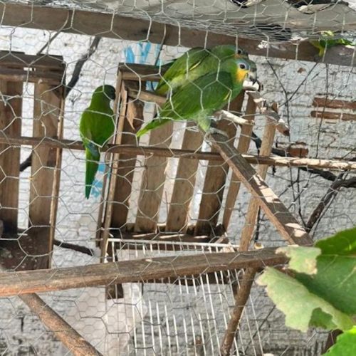 Homem é preso por maus tratos em criadouro ilegal de papagaios em Mato Grosso