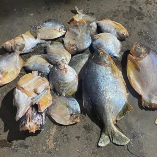 Homem é preso transportando pescado irregular durante período da Piracema na MT-246