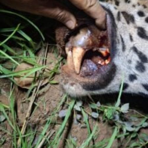 Onça-pintada morre atropelada na BR-163, entre Lucas do Rio Verde e Sorriso