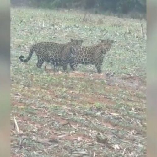 Feliz Natal: Duas onças-pintadas flagradas “desfilando” em fazenda