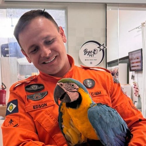 Corpo de Bombeiros resgata arara-canindé em indústria de carne suína